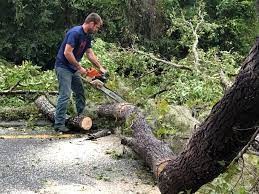Best Tree Risk Assessment  in Palo Cedro, CA