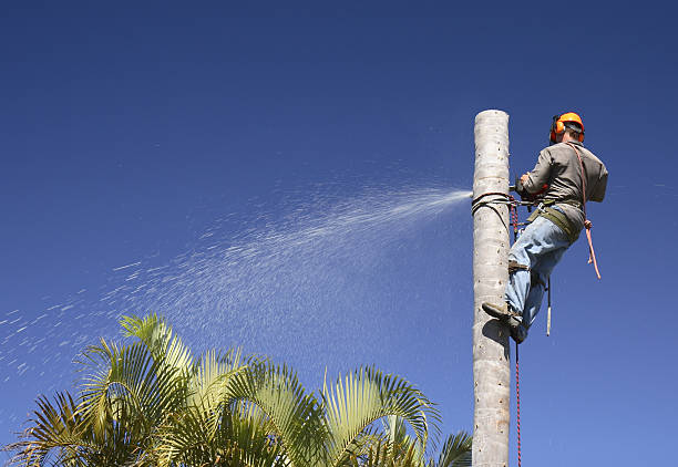 Best Storm Damage Tree Cleanup  in Palo Cedro, CA