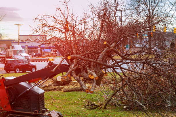 How Our Tree Care Process Works  in  Palo Cedro, CA