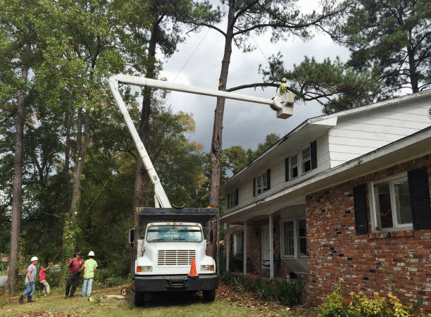 Reliable Palo Cedro, CA Tree Care Solutions