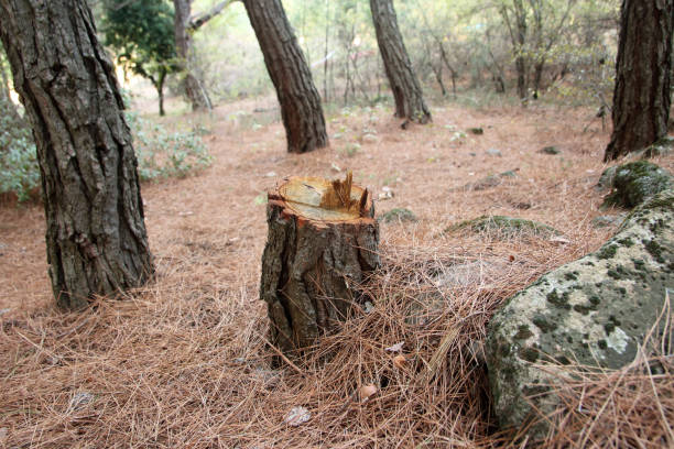 Seasonal Cleanup (Spring/Fall) in Palo Cedro, CA
