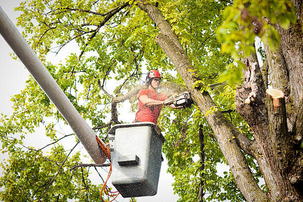 Best Emergency Tree Removal  in Palo Cedro, CA