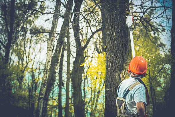 Best Commercial Tree Services  in Palo Cedro, CA